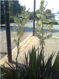 yucca u cvjetu